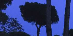 resin, conifer, janglewave