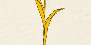 Tulips / Cartoon Song