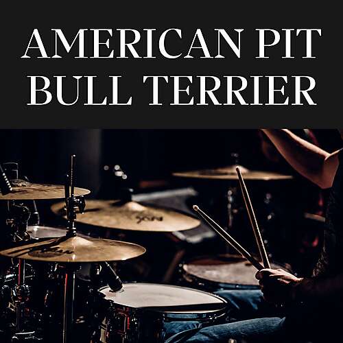 American Pit Bull Terrier
