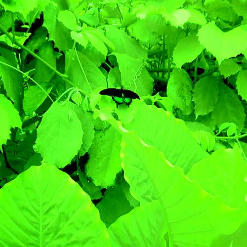 Hive Mind (feat. Coby Sey)