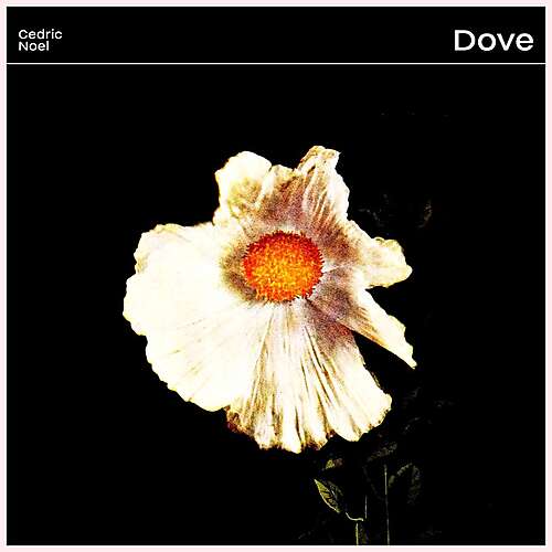 Dove (feat. Common Holly)