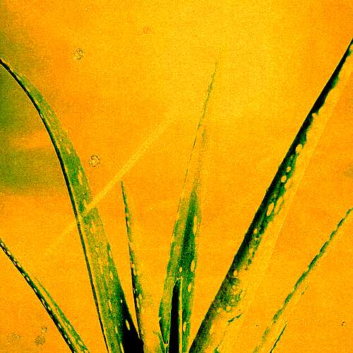 Aloe Vera (Clear My Mind)