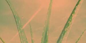 Aloe Vera (Clear My Mind)