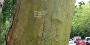 Life Guarding / Growing