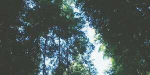 Summer Spent / Tried Living