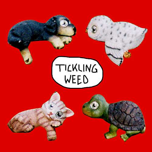 Tickling Weed