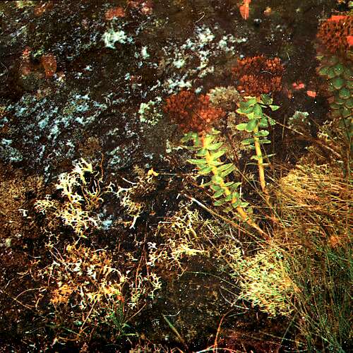 Driving Hours (musclecars "Call Me" Mix)