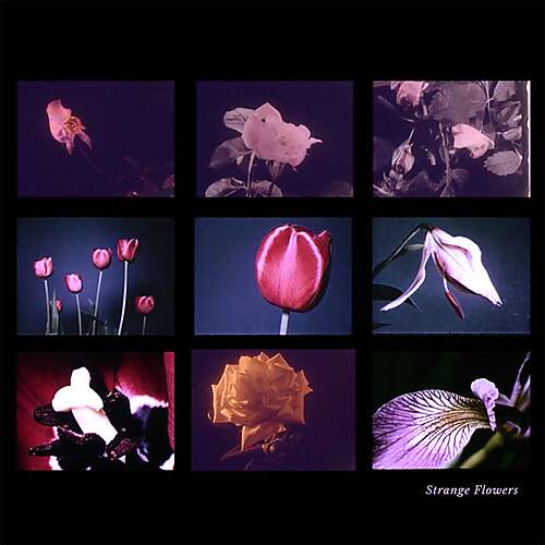 Strange Flowers