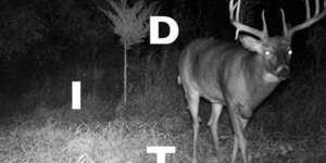 The Artificial Animal Edits