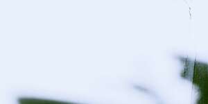 The Last Remaining Light