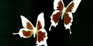 Mt. Airy (Nuovo Testamento Remix)