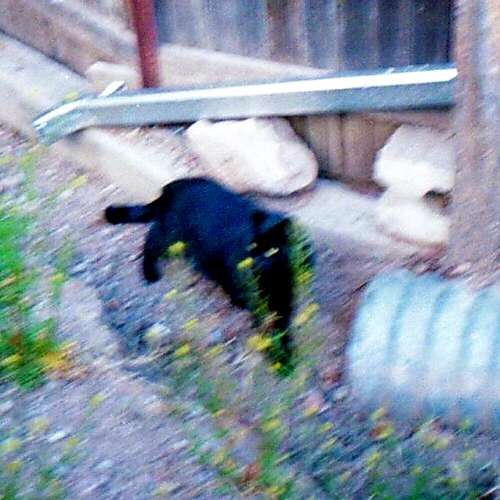 The Bird and the Dog