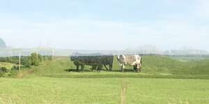 Phase Flipper
