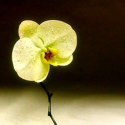 Can't Forget (Acoustic)