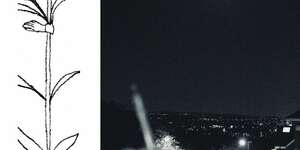 A Soft and Gatherable Star