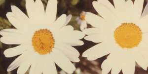 Jesse (Acoustic Version)