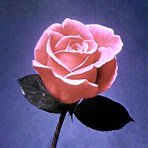 In the Middle of the Night