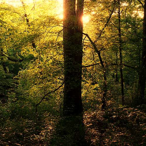 Blinking in the Wind