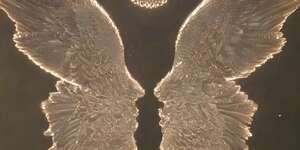 True (KFR Hardcore Mix)